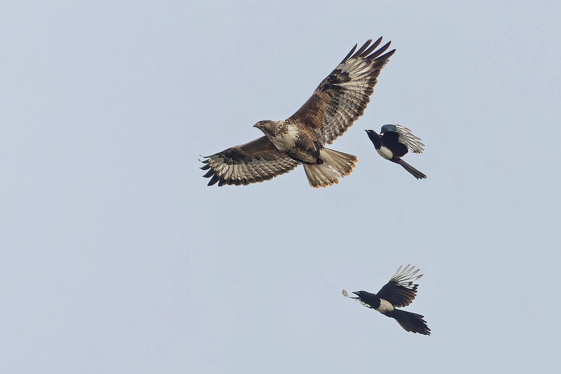 Upland Buzzard (image by Pete Morris)