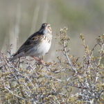 Vesper Sparrow (image by Mike Watson)