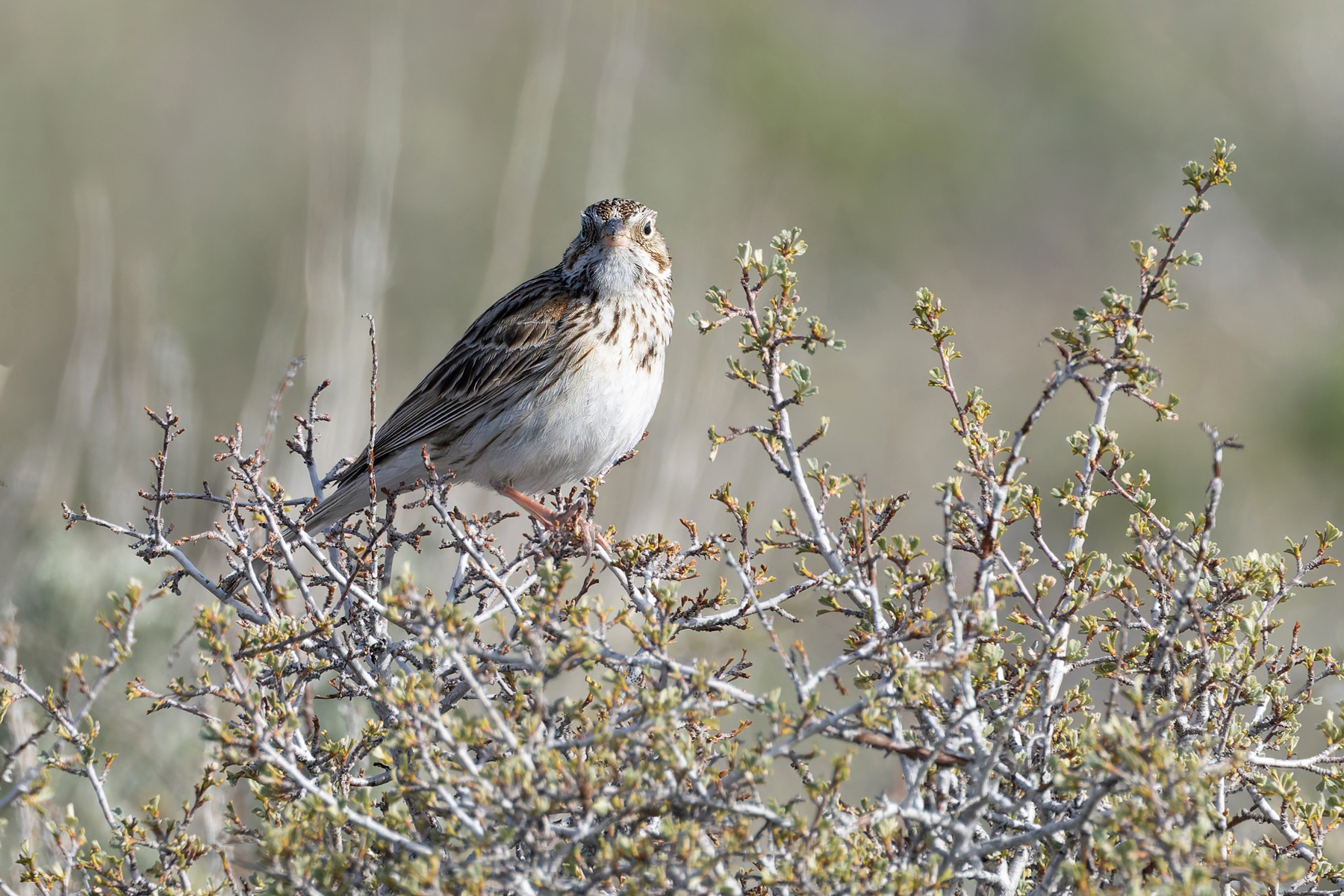 Vesper Sparrow (image by Mike Watson)