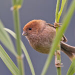 Vinous-throated Parrotbill (image by Pete Morris)