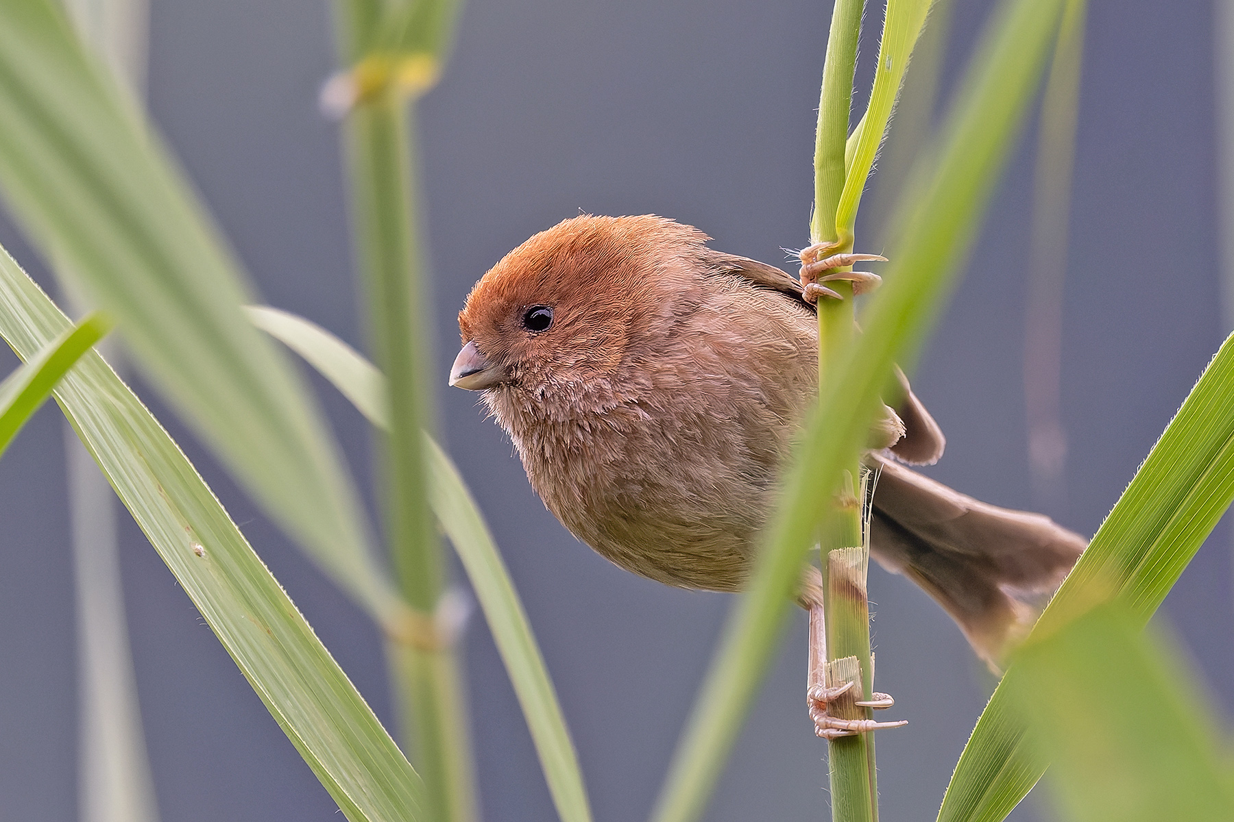 Vinous-throated Parrotbill (image by Pete Morris)