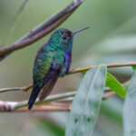 Violet-bellied Emerald (image by Antonio Cortizo)