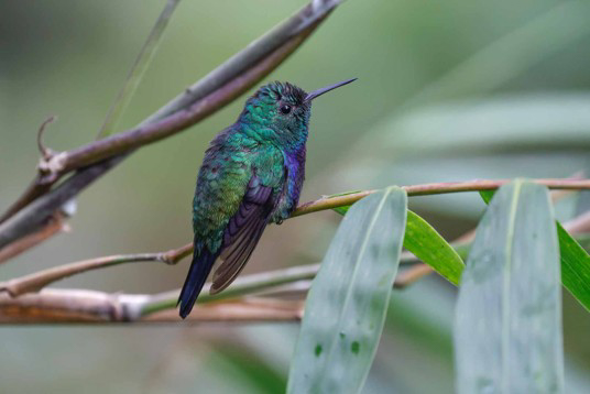 Violet-bellied Emerald (image by Antonio Cortizo)
