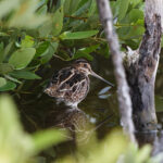 WIlson's Snipe (image by Leo Garrigues)