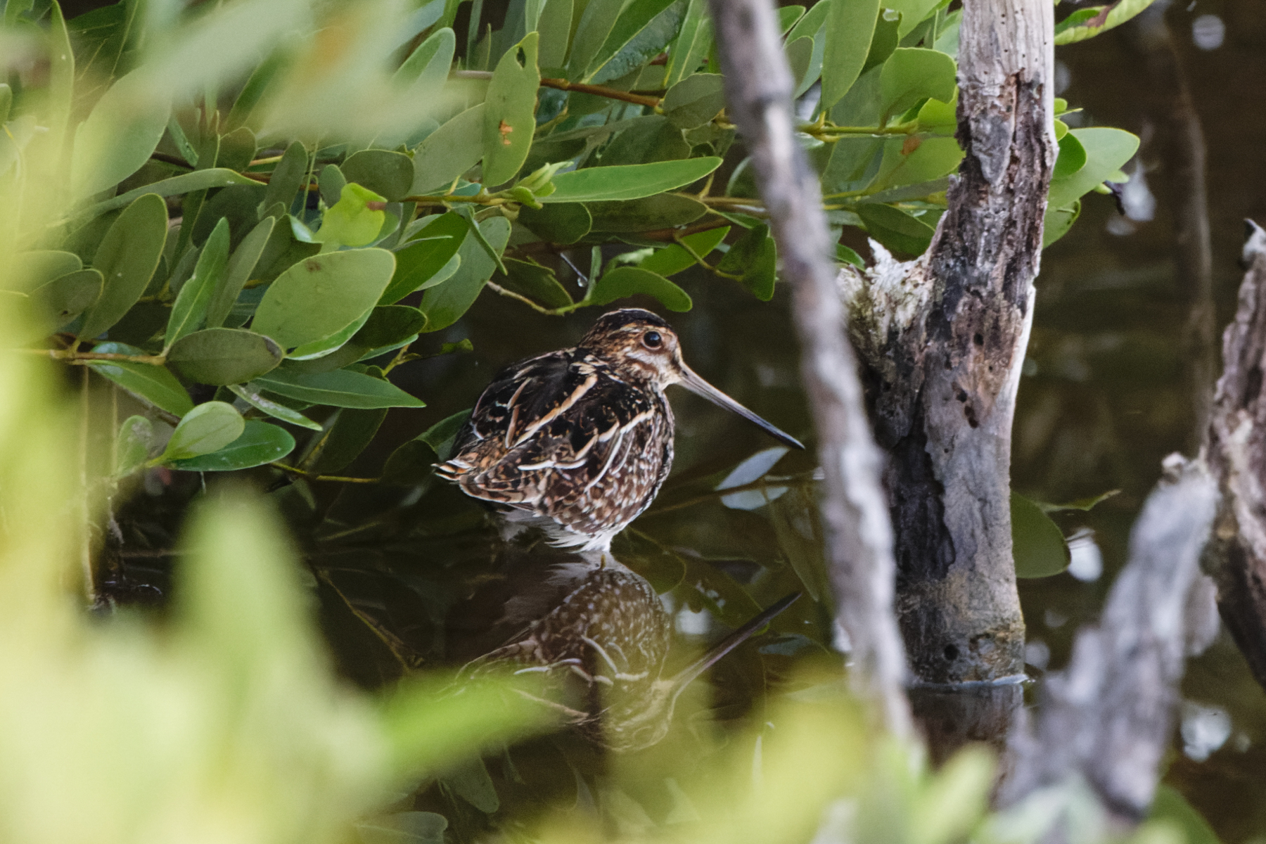 WIlson's Snipe (image by Leo Garrigues)