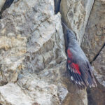 Wallcreeper (image by Pete Morris)