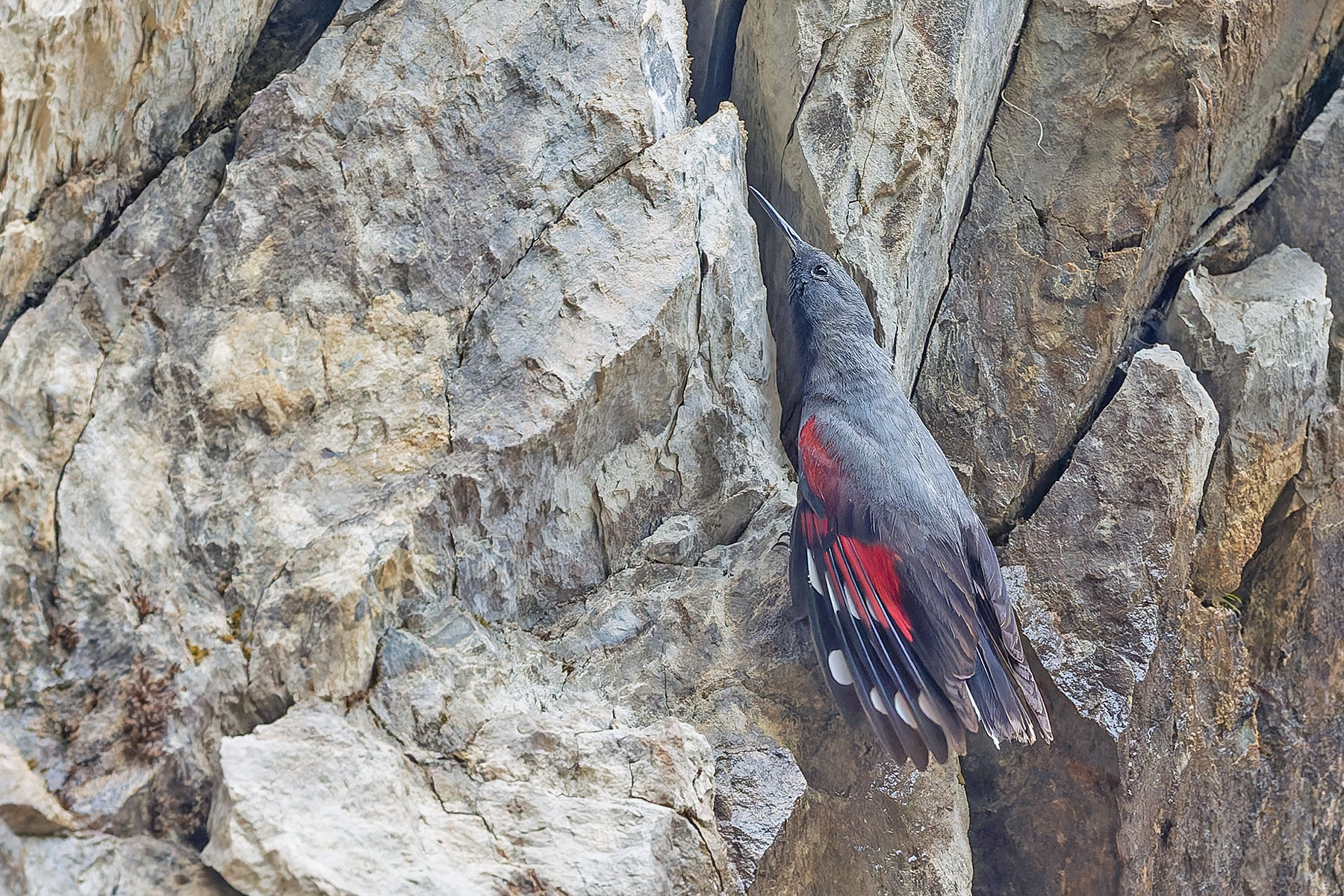 Wallcreeper (image by Pete Morris)