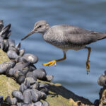 Wandering Tattler (image by Mike Watson)