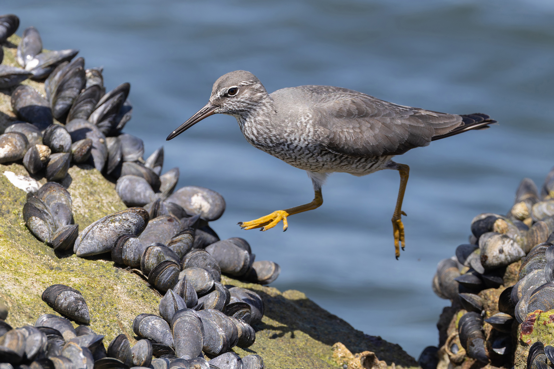 Wandering Tattler (image by Mike Watson)
