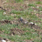 Water Pipit (image by Diedert Koppenol)