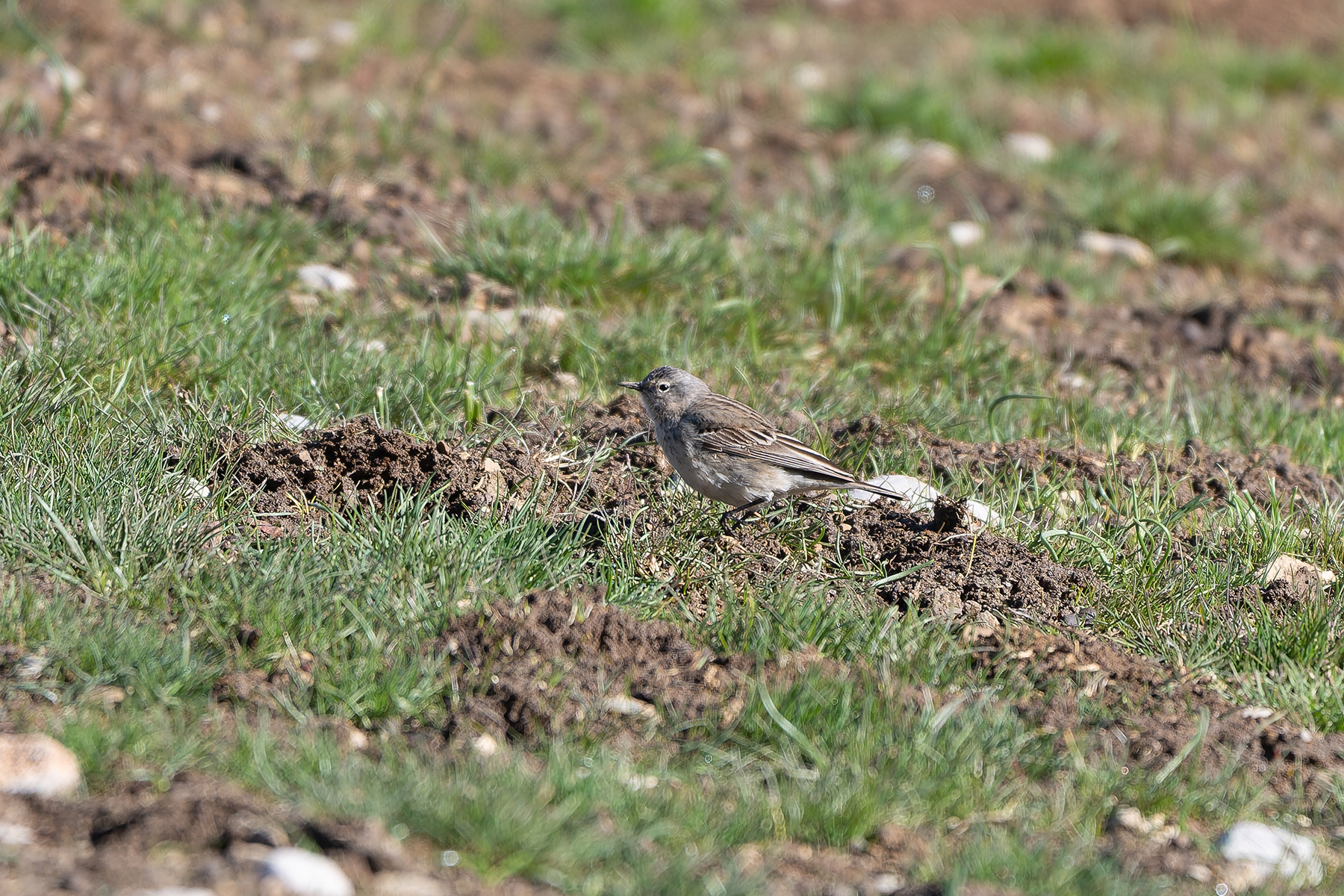 Water Pipit (image by Diedert Koppenol)
