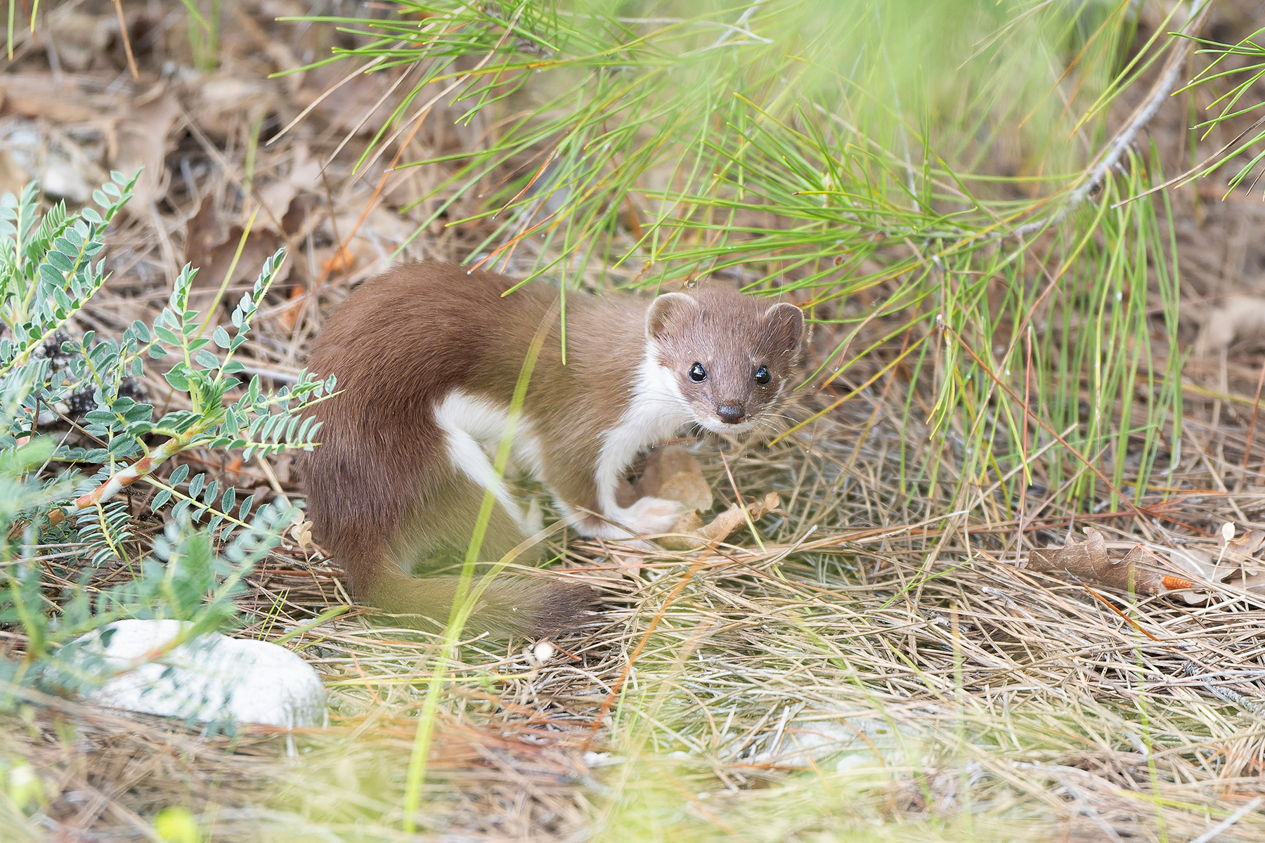 Weasel (image by Diedert Koppenol)
