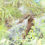 Weasel (image by Diedert Koppenol)