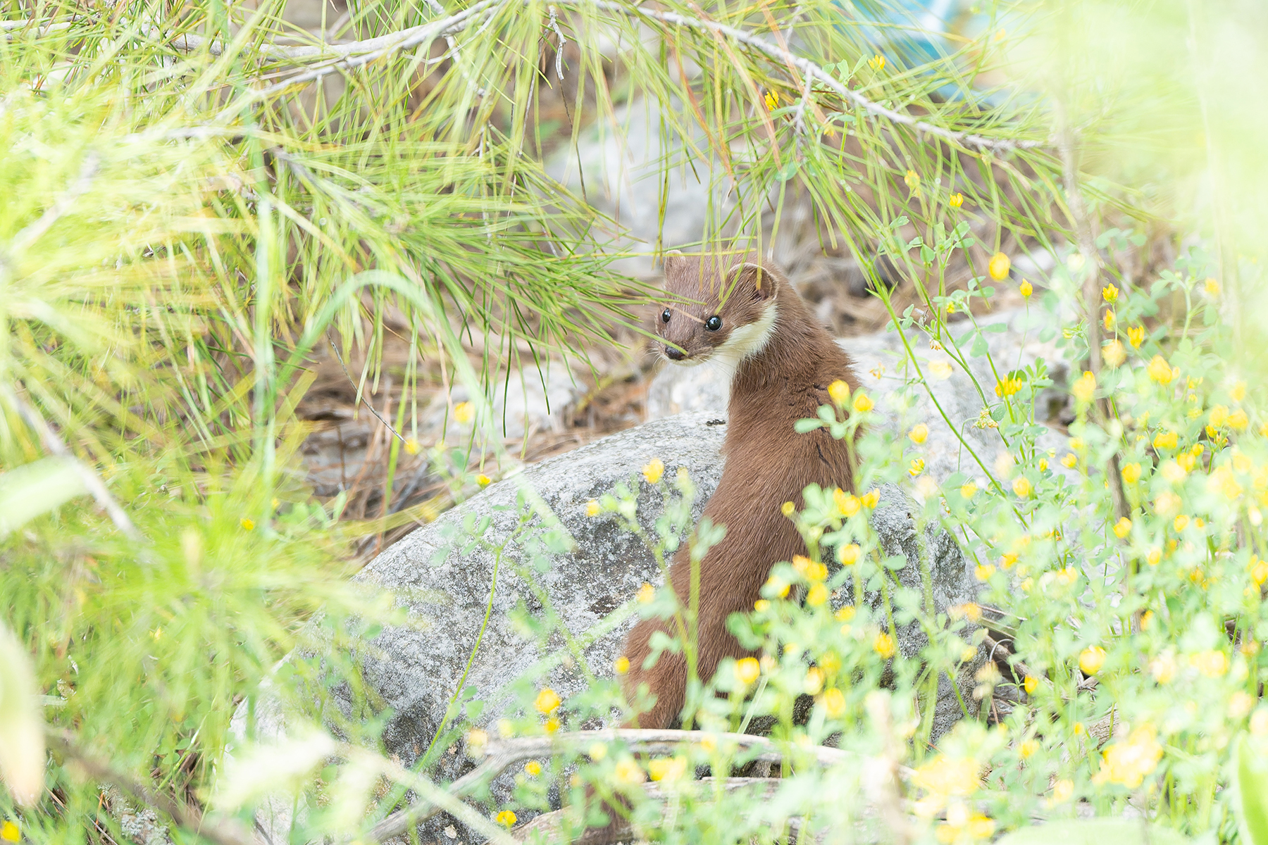 Weasel (image by Diedert Koppenol)