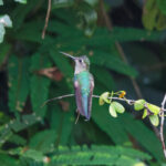 Wedge-tailed Sabrewing (image by Leo Garrigues)