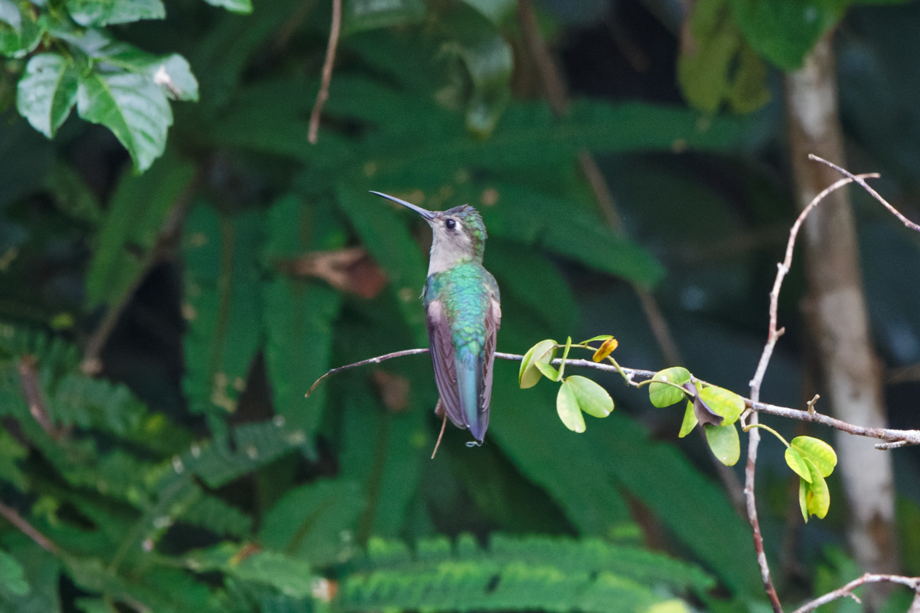 Wedge-tailed Sabrewing (image by Leo Garrigues)
