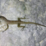 West Cuban Anole (image by Leo Garrigues)