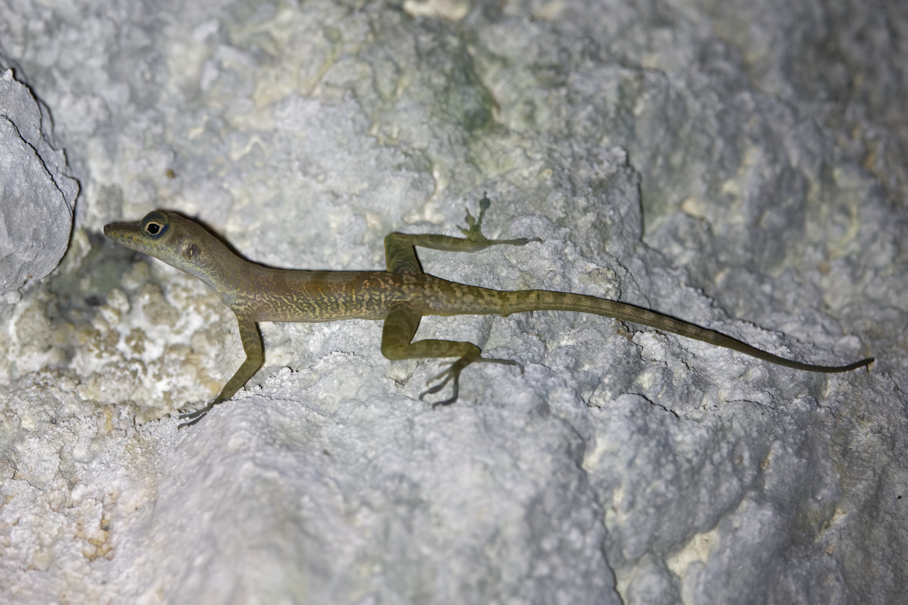 West Cuban Anole (image by Leo Garrigues)