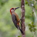 West Indian Woodpecker (image by Leo Garrigues)