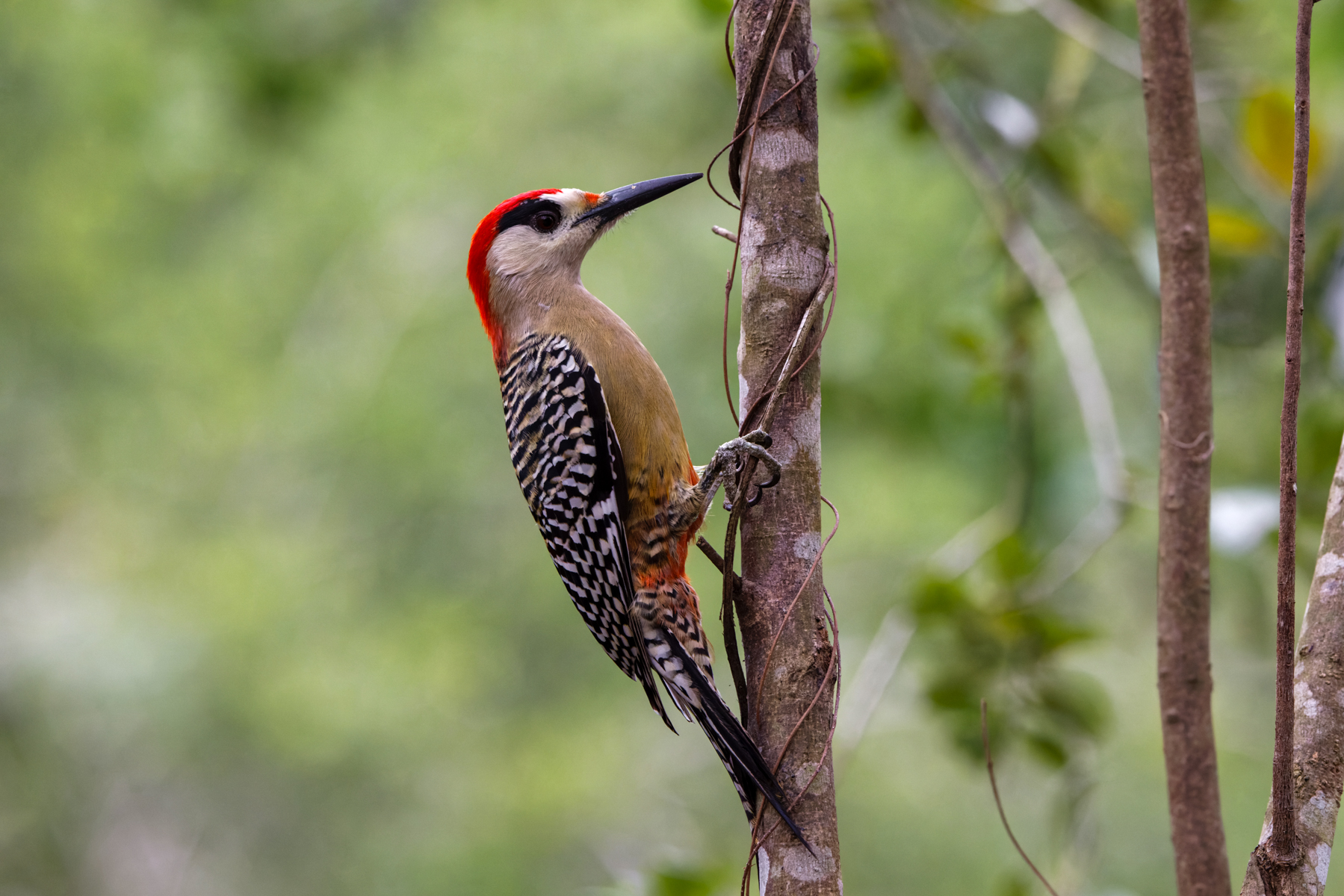West Indian Woodpecker (image by Leo Garrigues)