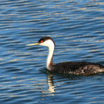 Western Grebe (image by Sjoerd Radstaak)