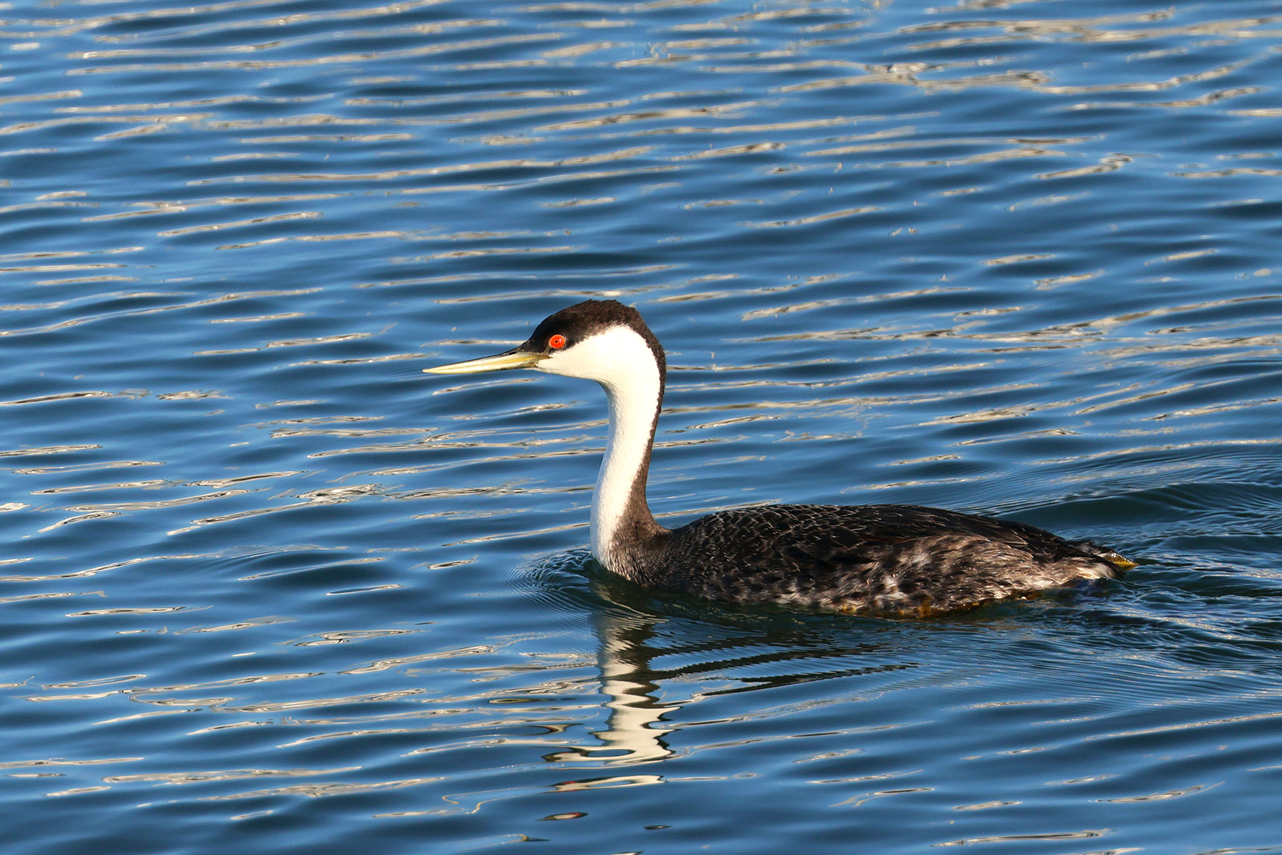 Western Grebe (image by Sjoerd Radstaak)