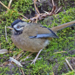 (Western) Moustached Laughingthrush (image by Pete Morris)