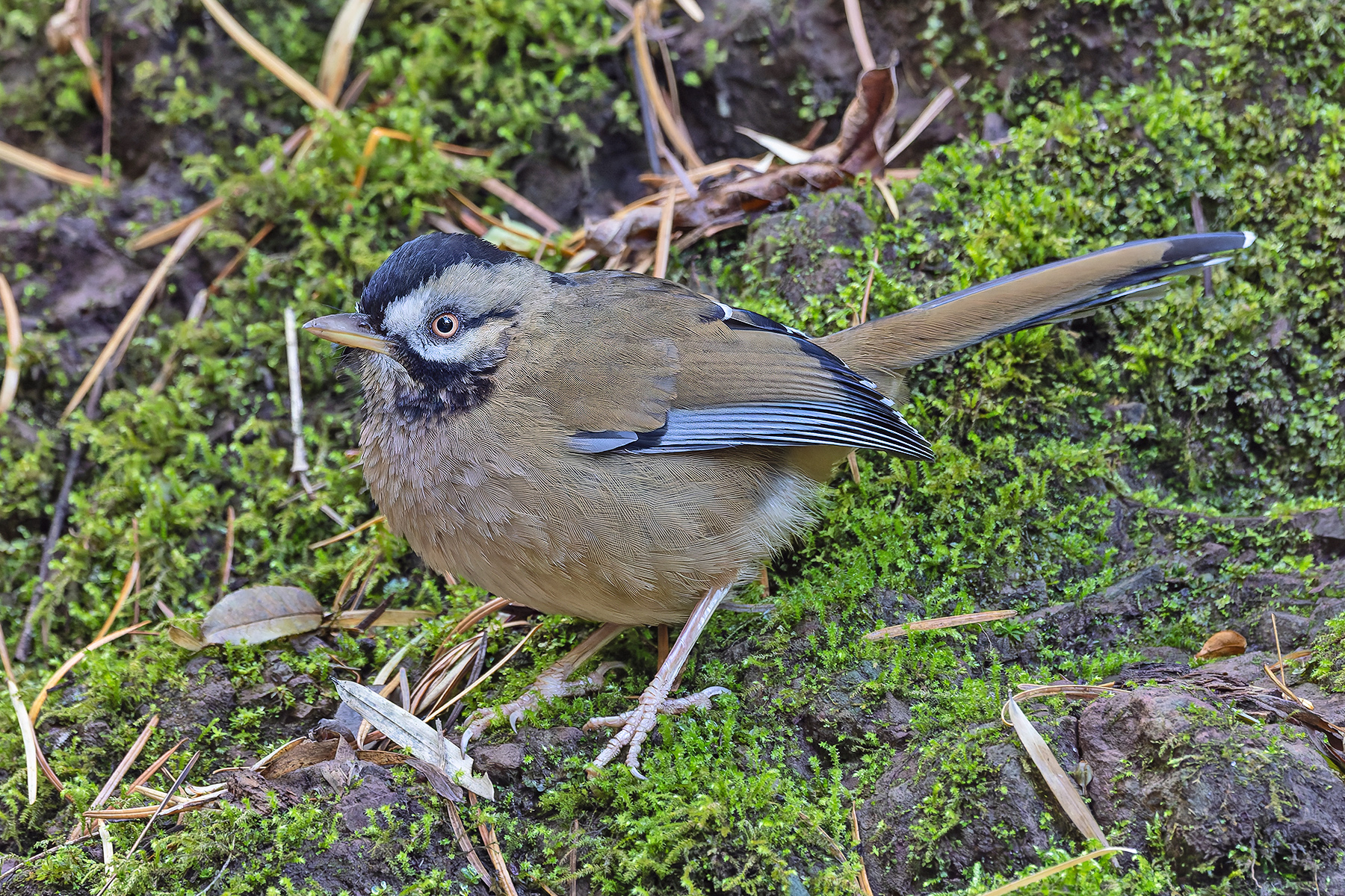 (Western) Moustached Laughingthrush (image by Pete Morris)