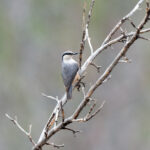 Western Rock Nuthatch (image by Diedert Koppenol)