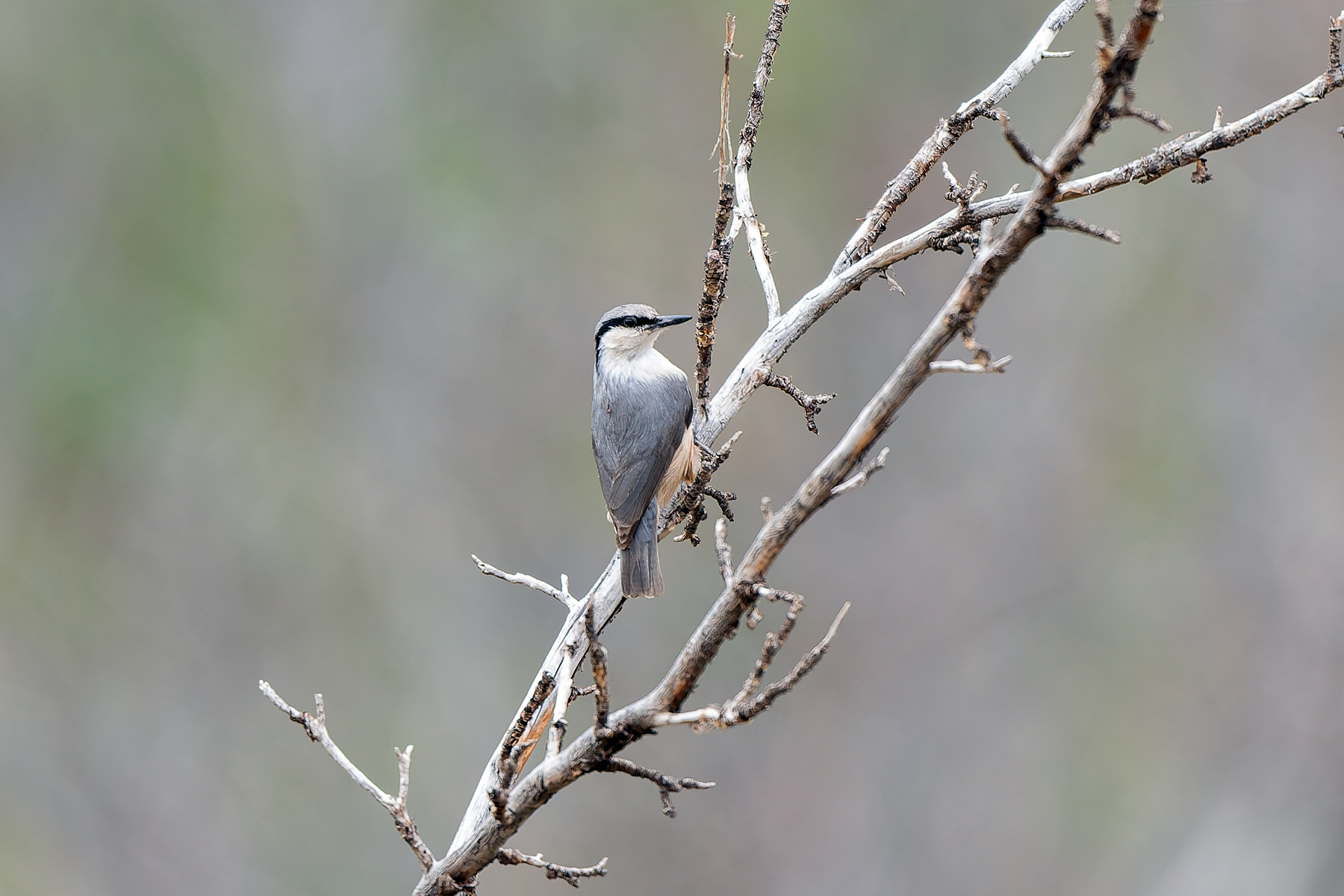 Western Rock Nuthatch (image by Diedert Koppenol)