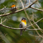 Western Spindalis (image by Leo Garrigues)