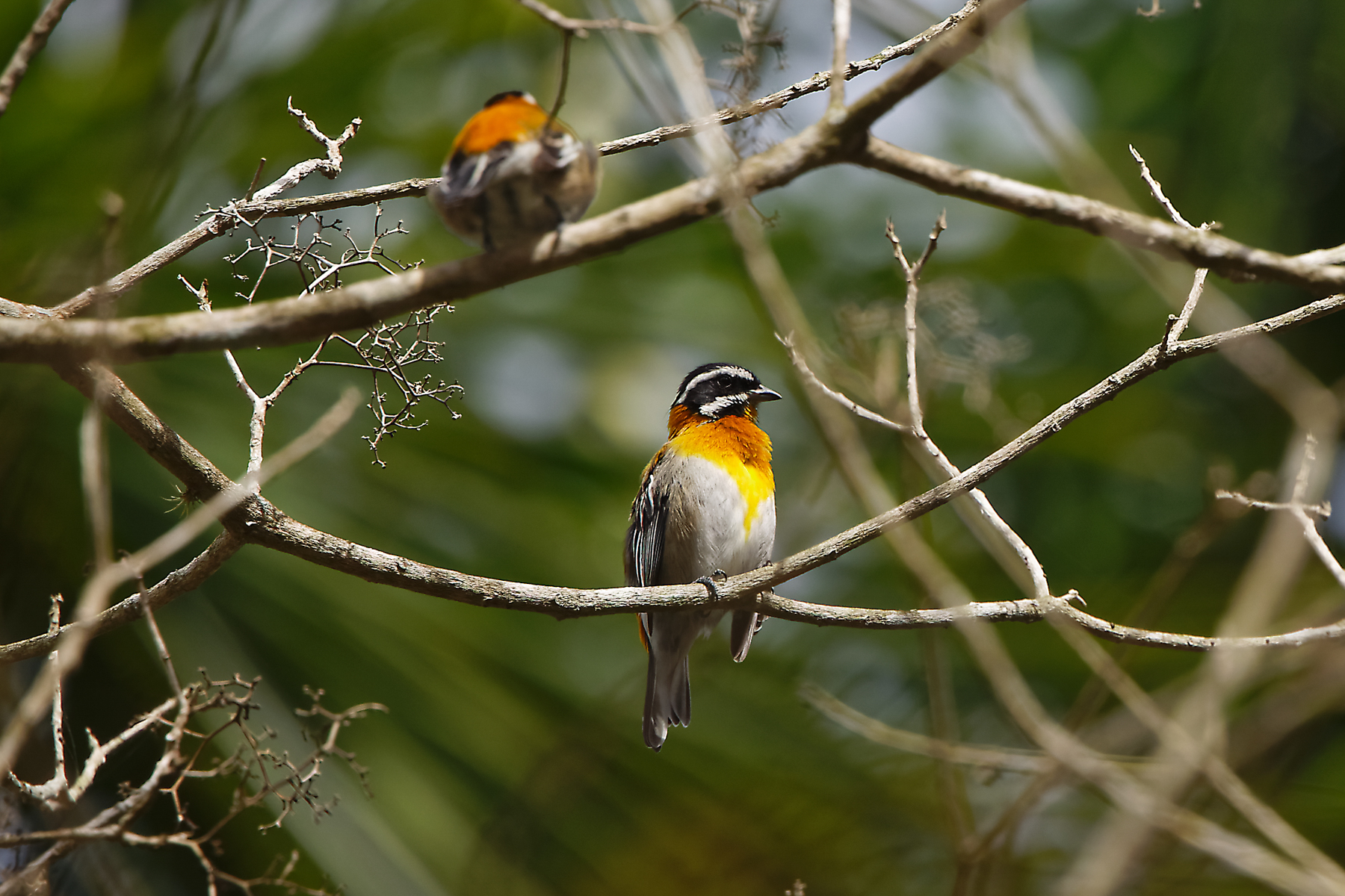 Western Spindalis (image by Leo Garrigues)