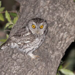 Whiskered Screech-Owl (image by Mike Watson)