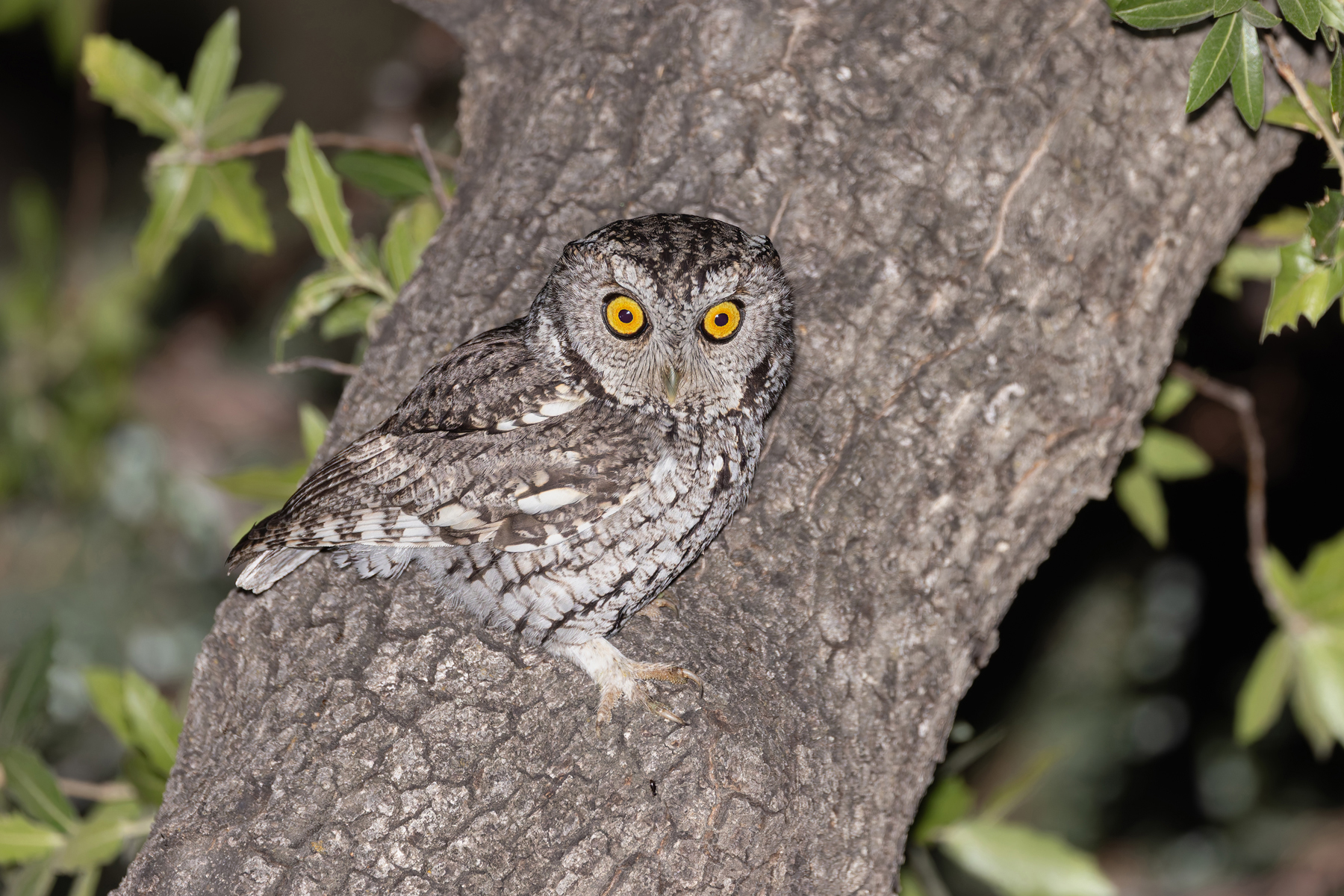 Whiskered Screech-Owl (image by Mike Watson)