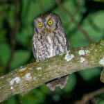 Whiskered Screech Owl (image by Leo Garrigues)