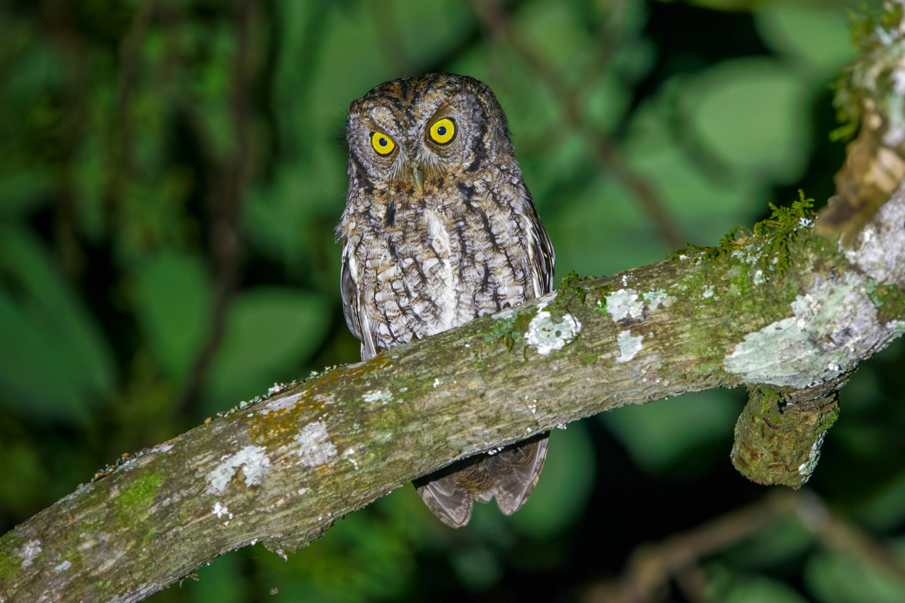 Whiskered Screech Owl (image by Leo Garrigues)