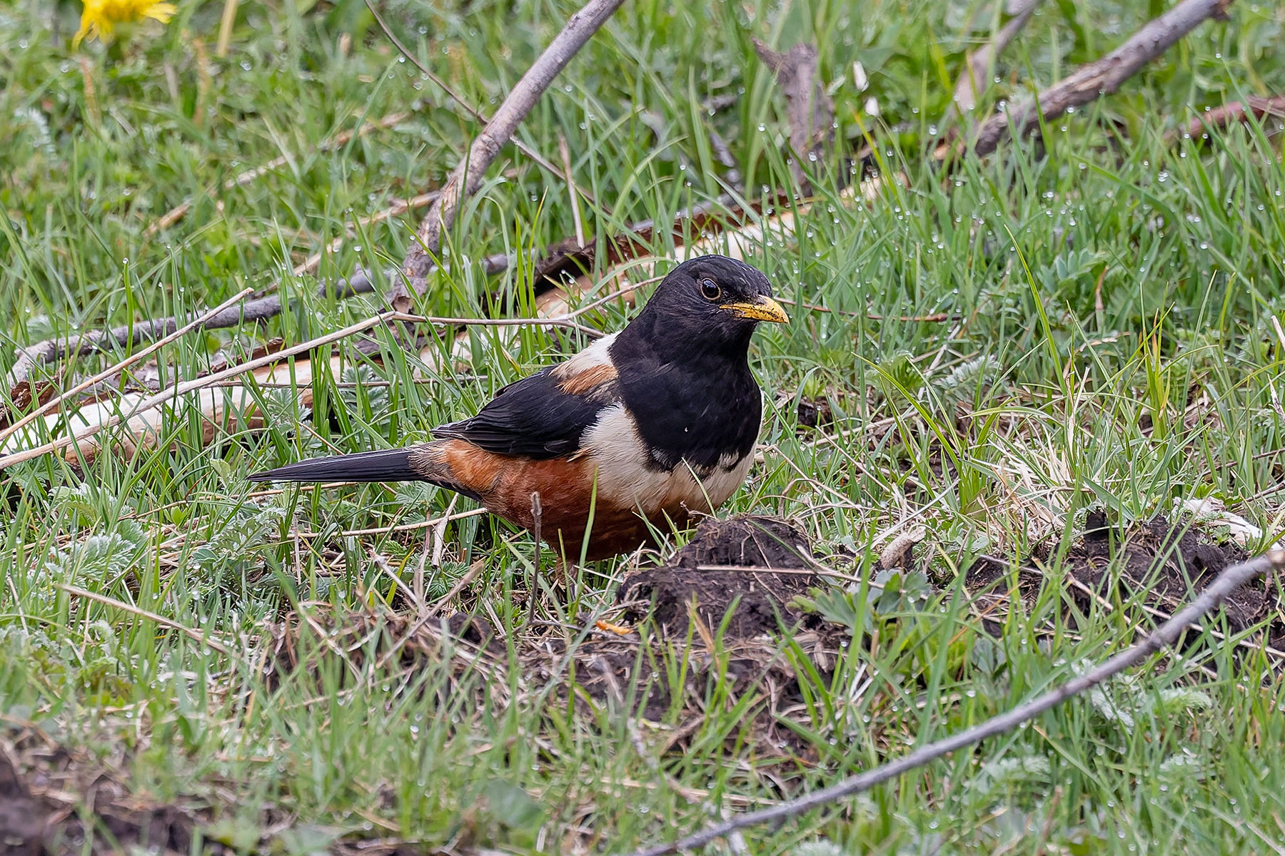 White-backed Thrush (image by Pete Morris)