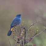 White-bellied Redstart (image by Pete Morris)