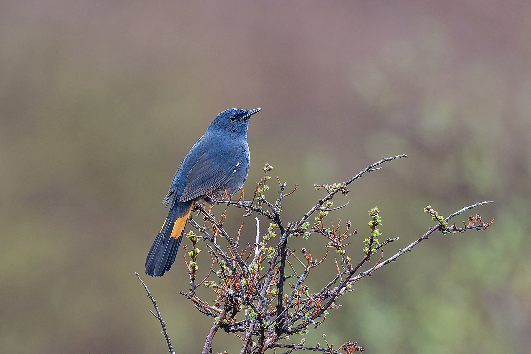 White-bellied Redstart (image by Pete Morris)