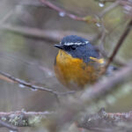 White-browed Bush Robin (image by Pete Morris)