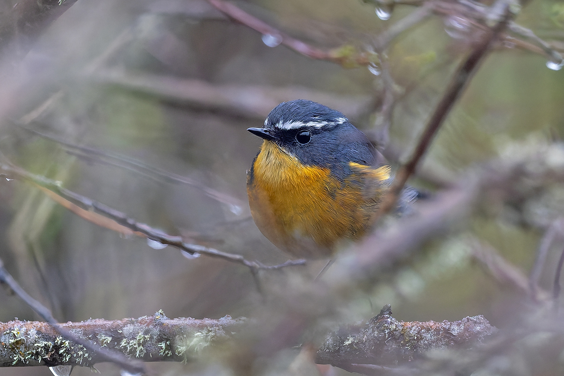 White-browed Bush Robin (image by Pete Morris)