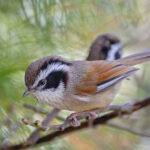 White-browed Fulvetta (image by Pete Morris)