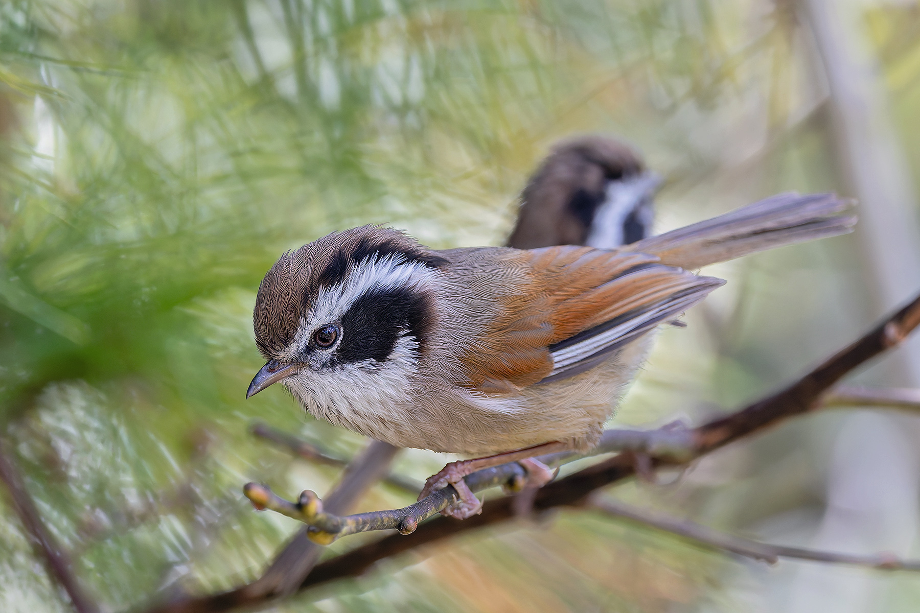 White-browed Fulvetta (image by Pete Morris)