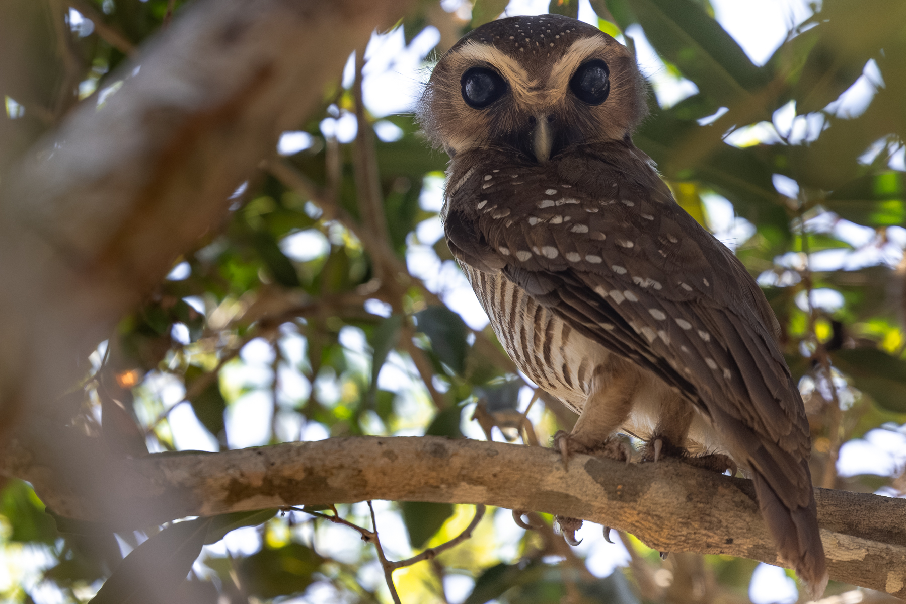 White-browed Owl (image by Gin Wilde)