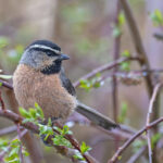 White-browed Tit (image by Pete Morris)
