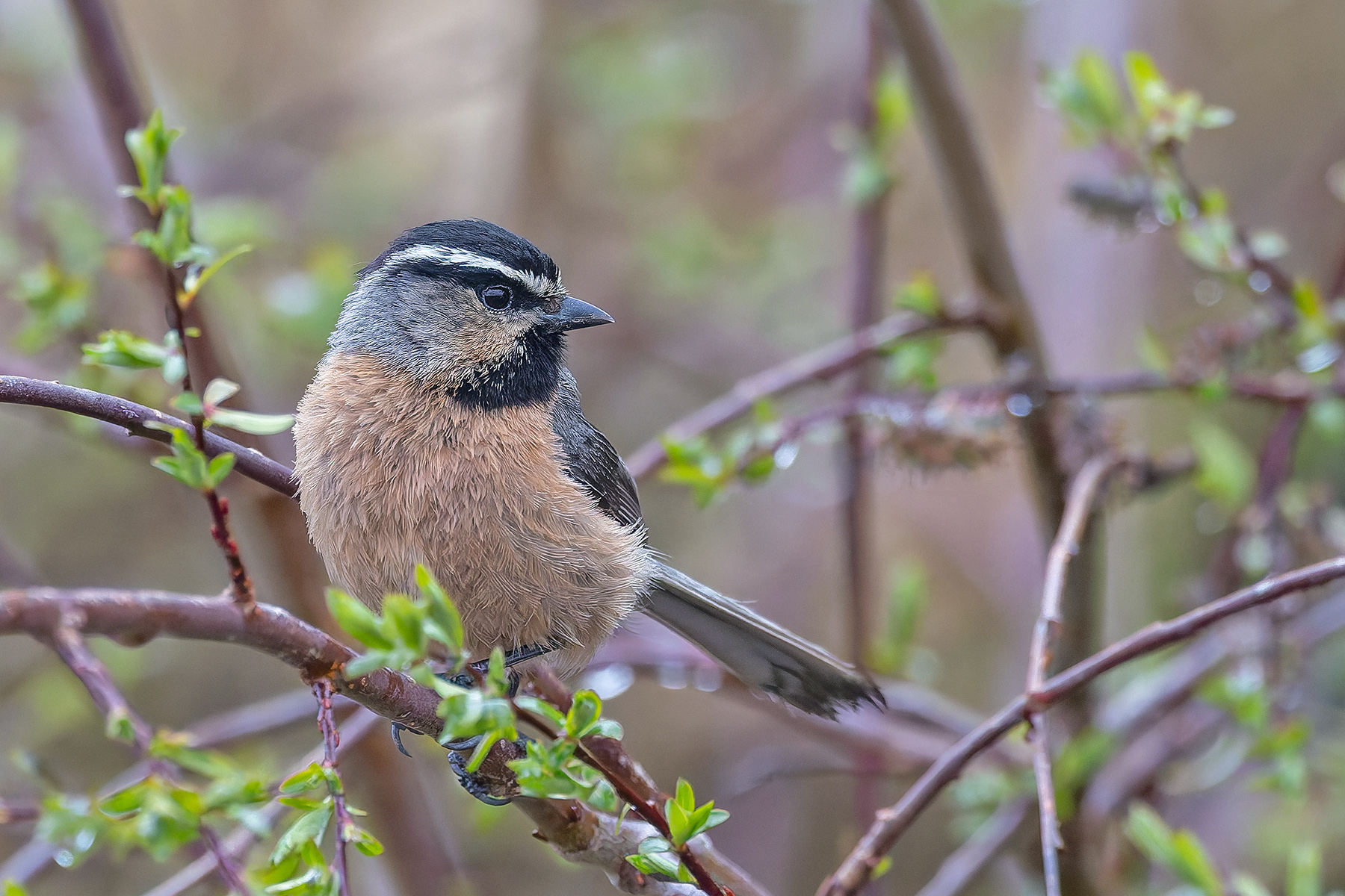 White-browed Tit (image by Pete Morris)