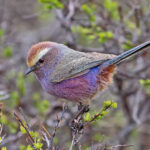White-browed Tit Warbler (image by Pete Morris)