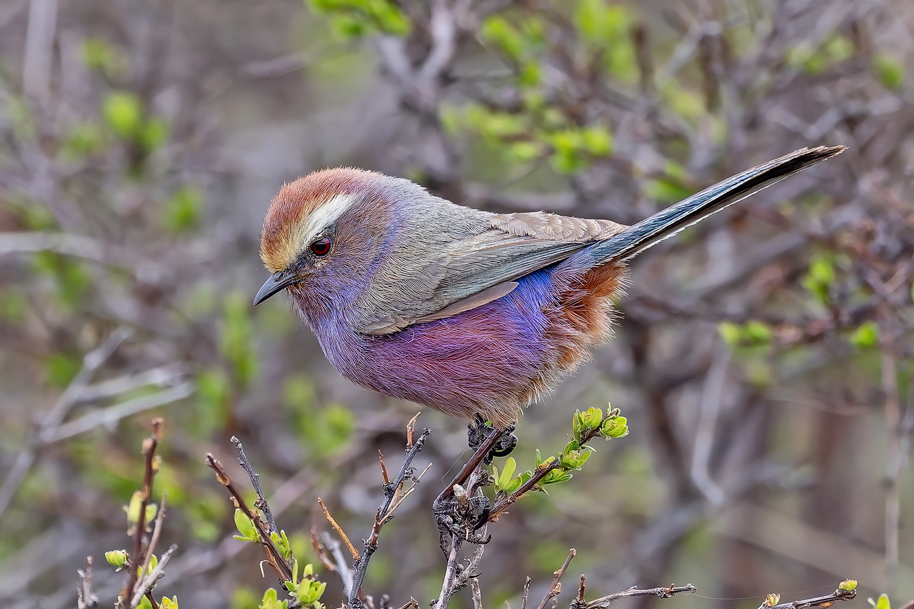 White-browed Tit Warbler (image by Pete Morris)