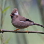 White-collared Yuhina (image by Pete Morris)