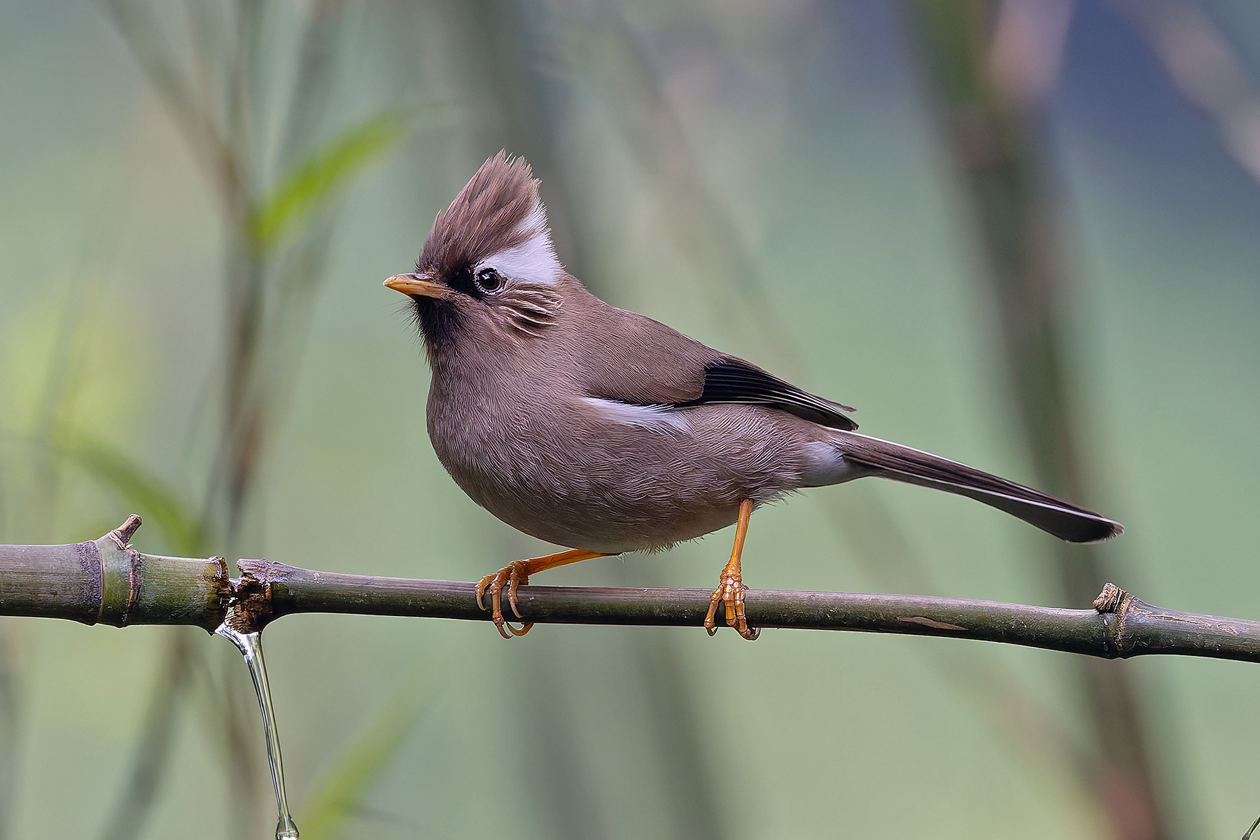 White-collared Yuhina (image by Pete Morris)
